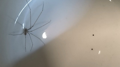 这是什么鬼东西啊,吓人一跳