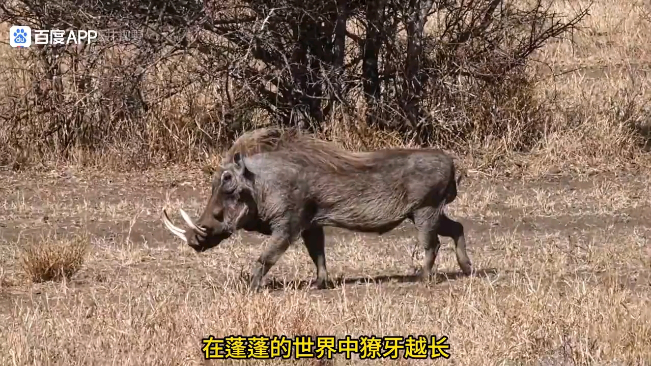 嘚瑟的疣猪