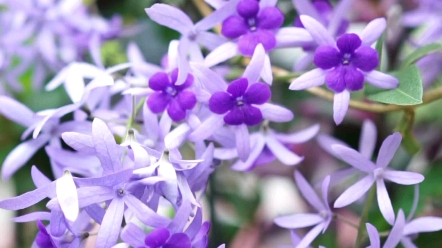 [图]蓝花藤备胎上位