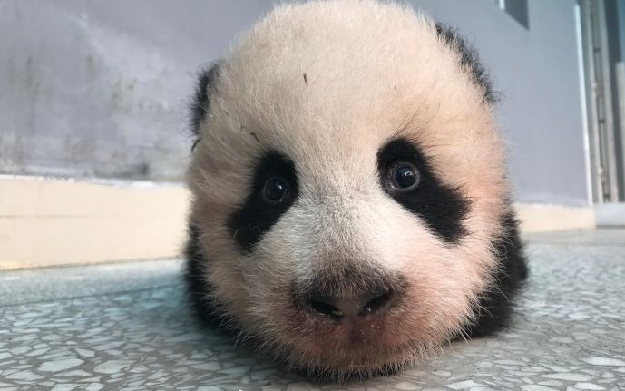 30《大熊猫乔伊乔良盼青鸿禧》看看乔两两弟弟,心有多大,床就有多大