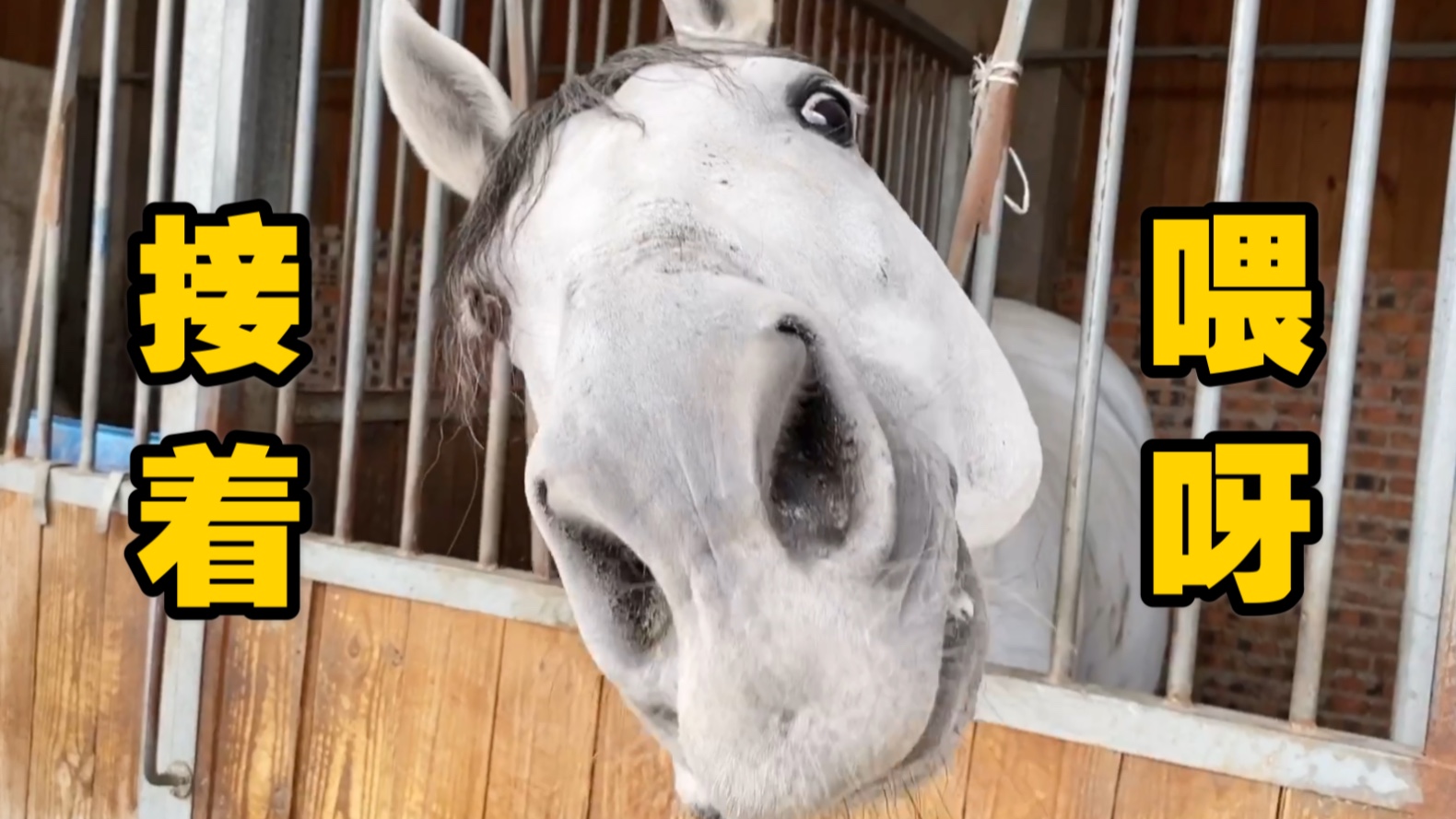 大青马为了一根胡萝卜又开始犯二了