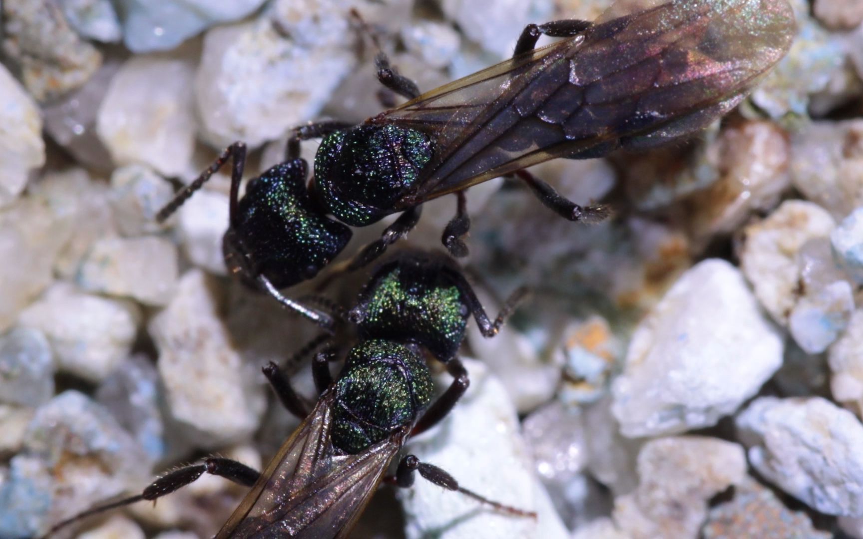 rhytidoponera metallica 金属皱猛蚁_20220811_04_哔哩哔哩_bilibili