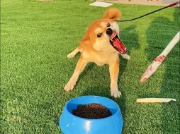 Скачать видео: 柴犬护食能有多狠