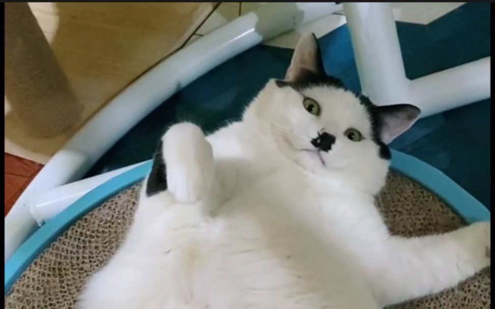 猫:八……噶?!_哔哩哔哩_bilibili