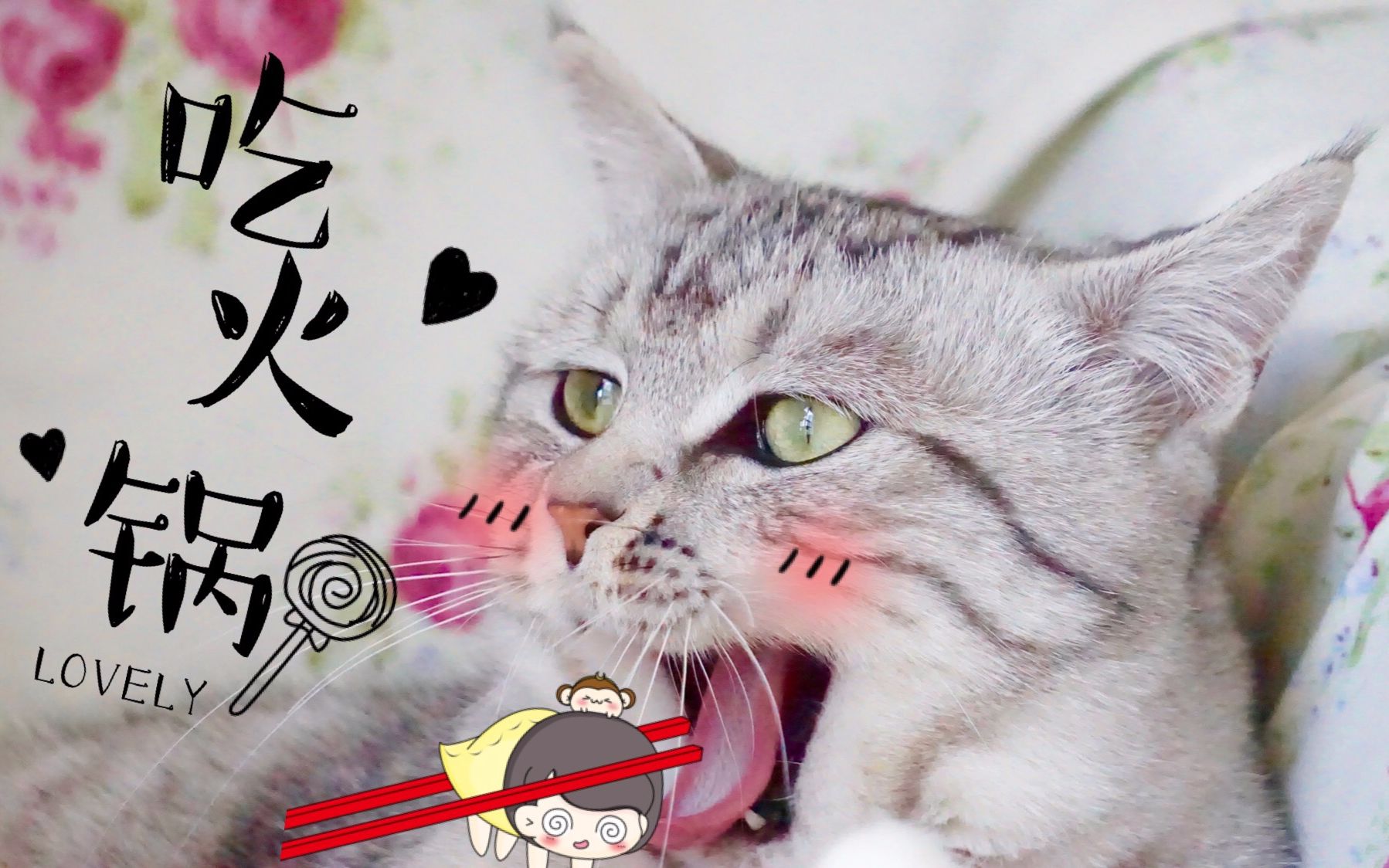 主人吃火锅馋的猫咪直说话,最后坐在凳子上和主人一起吃_哔哩哔哩