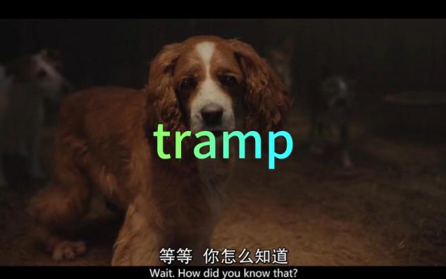 单词tramp和trample哔哩哔哩bilibili