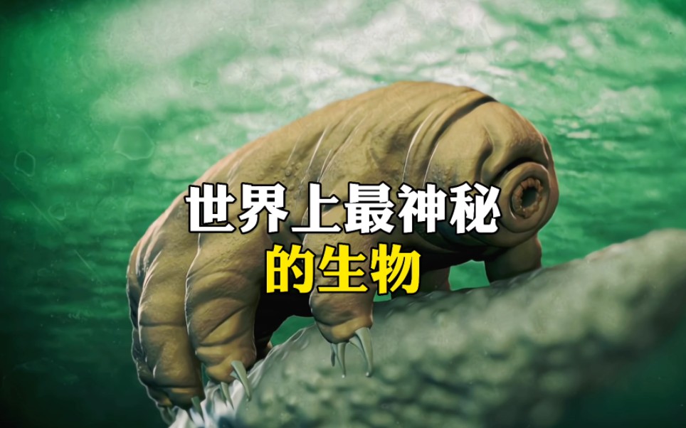 世界上最神秘的生物哔哩哔哩bilibili