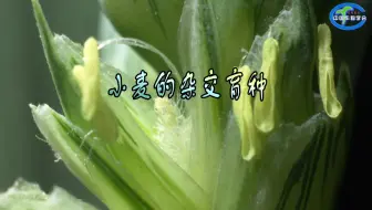 科学普及 | 小麦的杂交育种