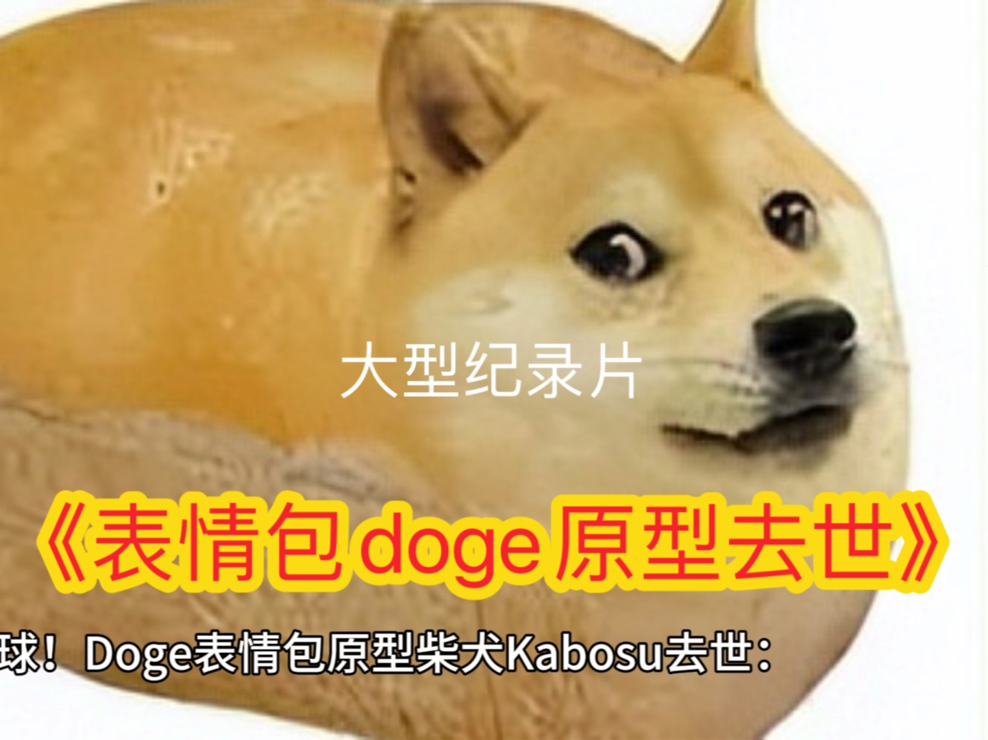 《表情包doge原型去世:“…哔哩哔哩bilibili