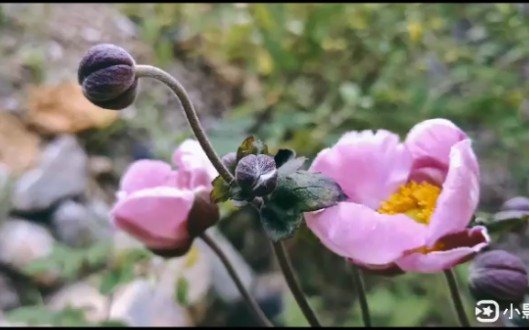 [图]一花一世界！