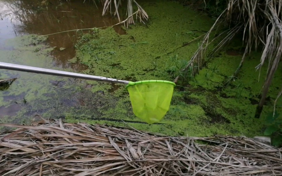 小喜捞浮萍给草鱼吃,等长大点就割草给鱼吃