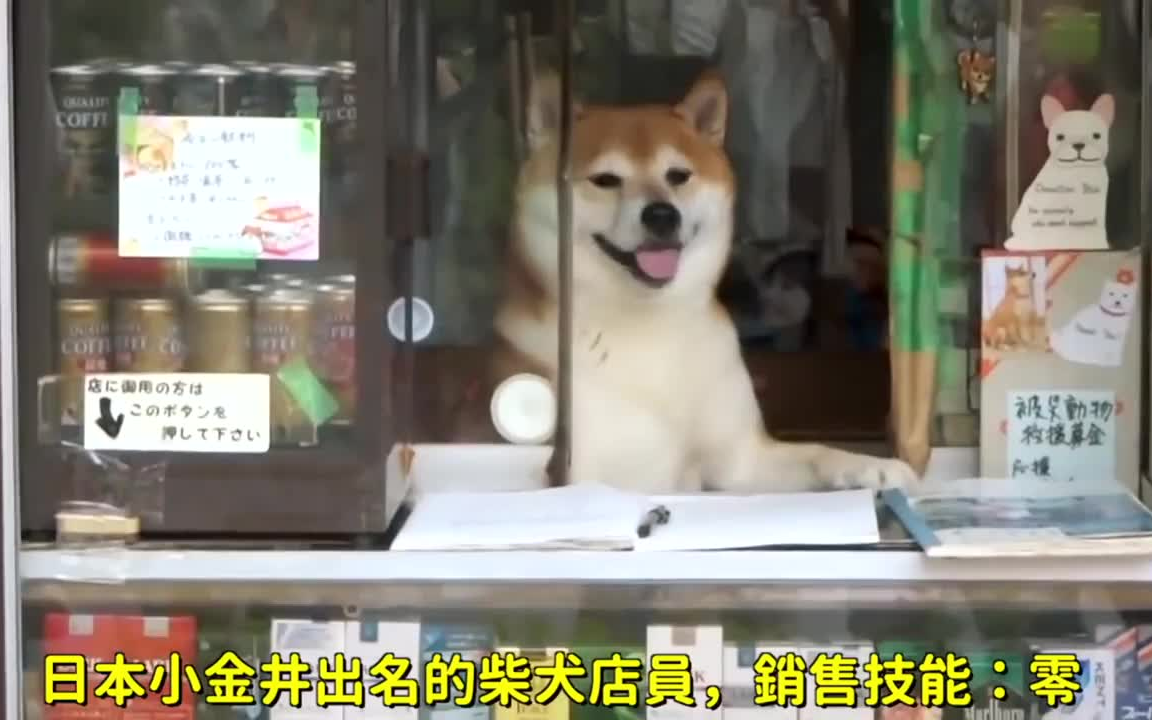 [图]柴犬店長的一日，工作到底多辛苦呢？（超犧牲的 ）