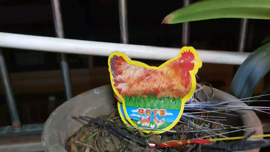 【奇葩烟花】母鸡下蛋