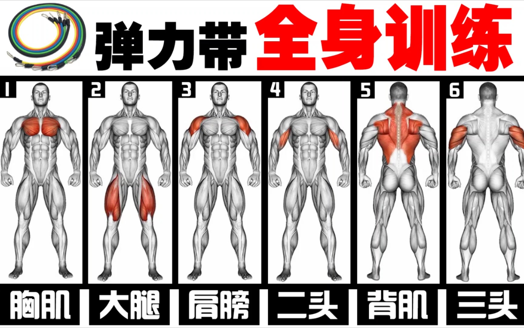 全网最全的弹力带训练教程,一条弹力带练遍全身,你值得拥有哔哩哔哩bilibili