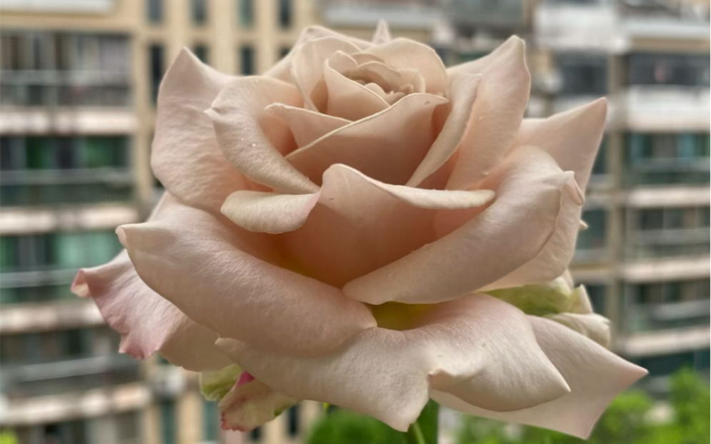 流沙曼塔九天使北阳台的雨天和复色月季最配啦