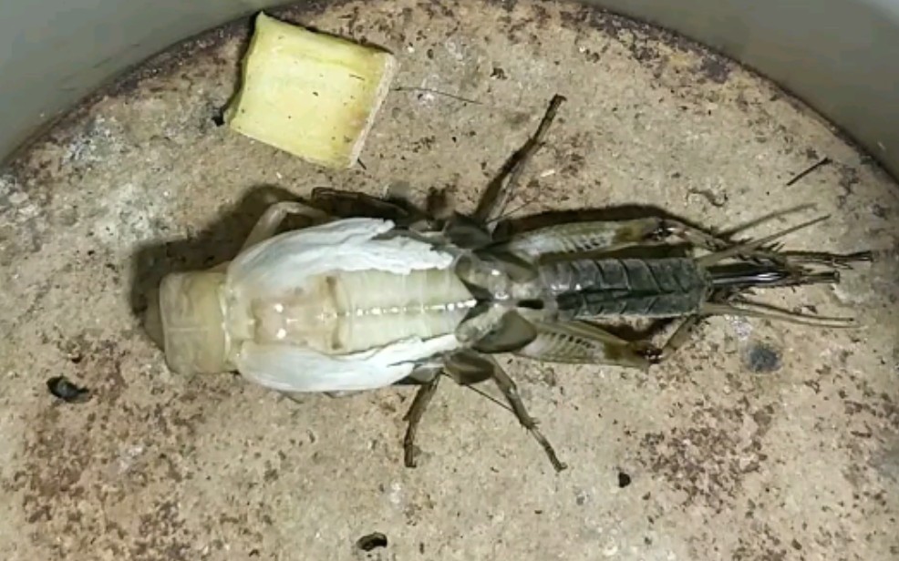 油葫芦油葫芦母虫蜕皮六龄到成虫