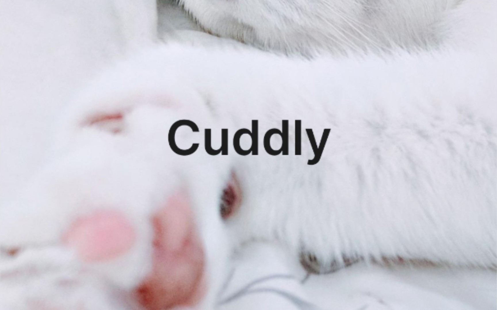 cuddly太可爱了哔哩哔哩bilibili