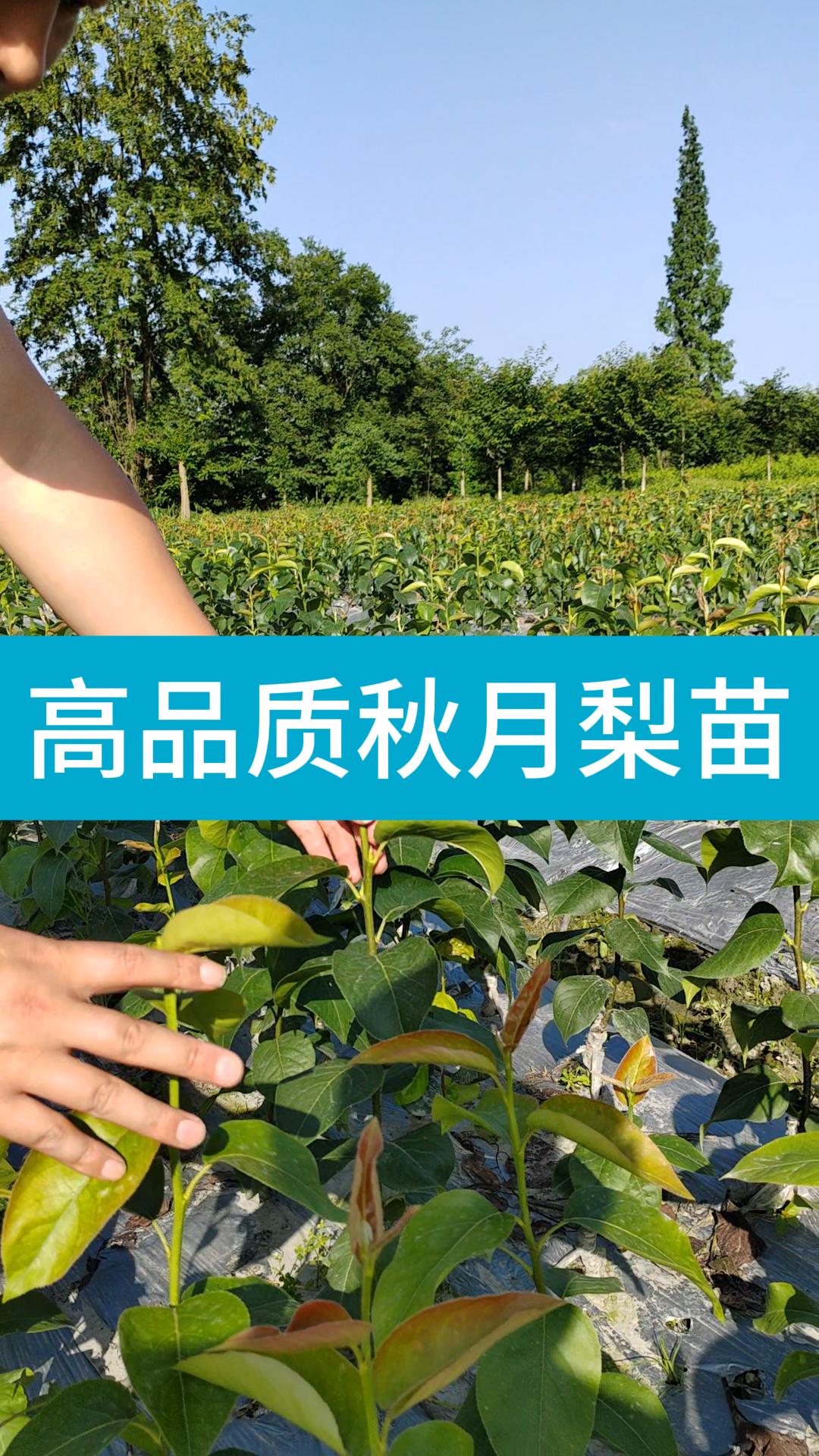高品质秋月梨苗
