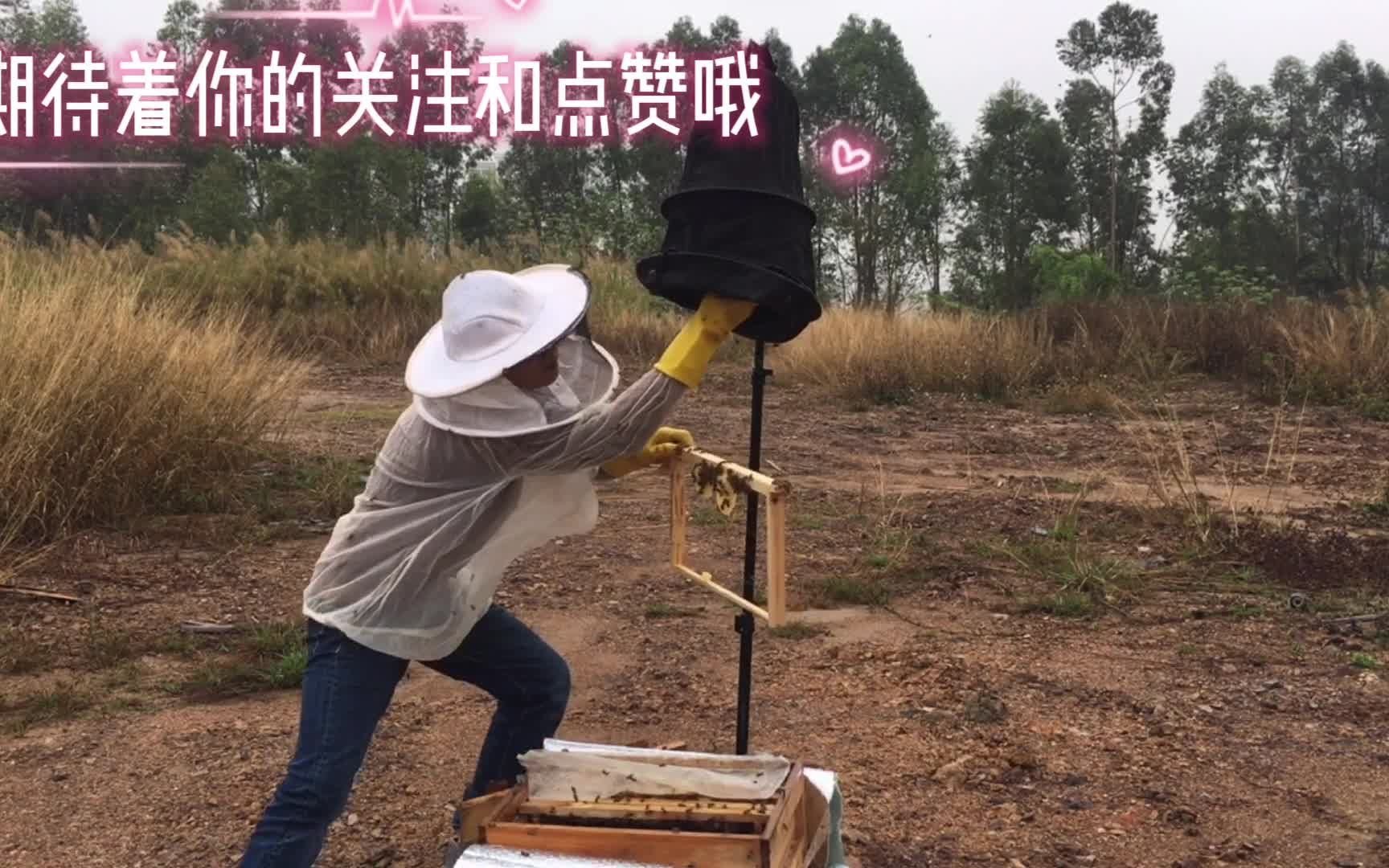 用暴力的方式处理失王蜂群,用两只处女蜂王组建成两个交尾群哔哩哔哩bilibili