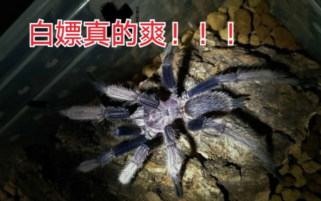 活动作品白嫖比较少见的荔波缨毛捕鸟蛛