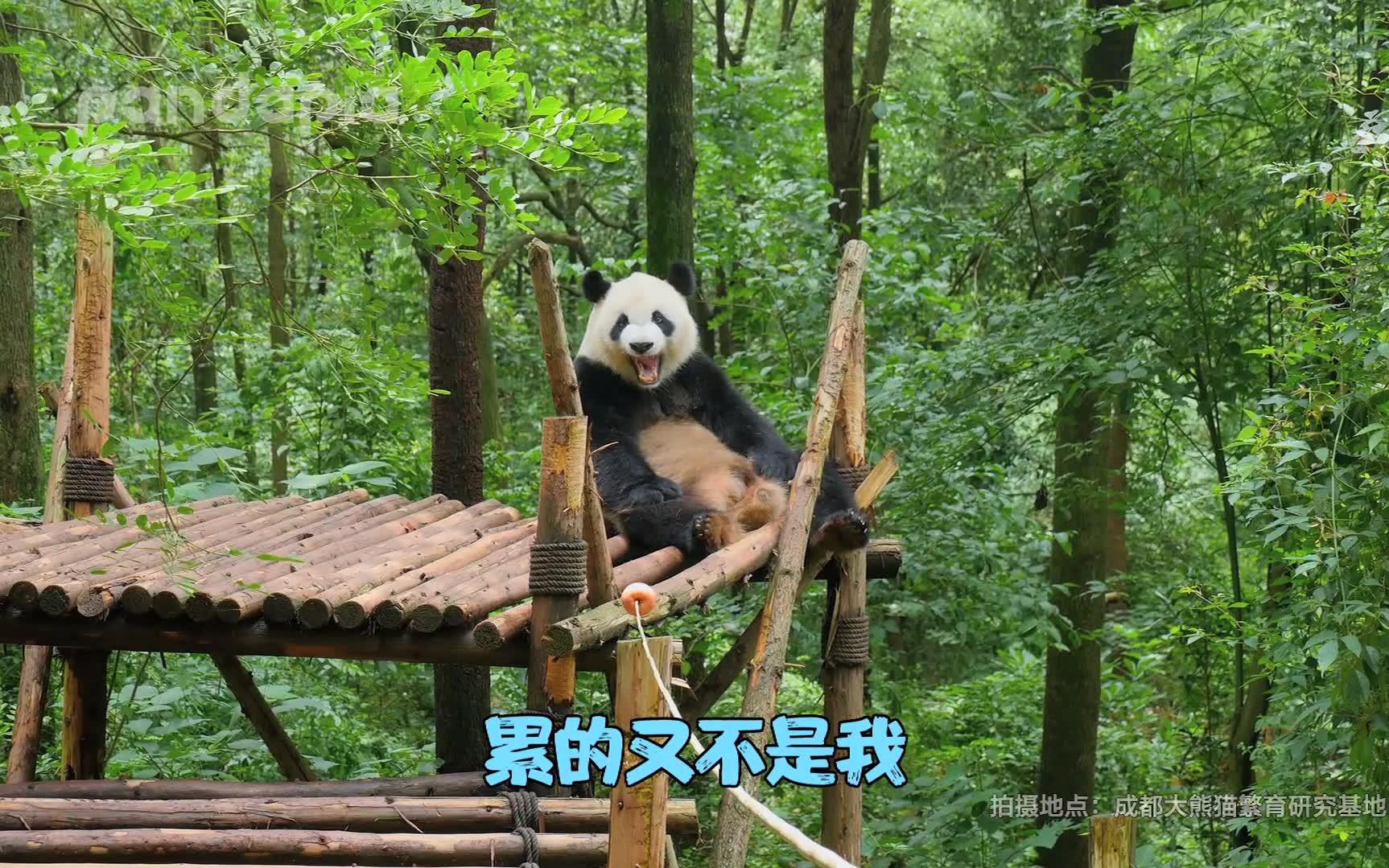 厉害了我的熊猫第15期累的不是我略略略