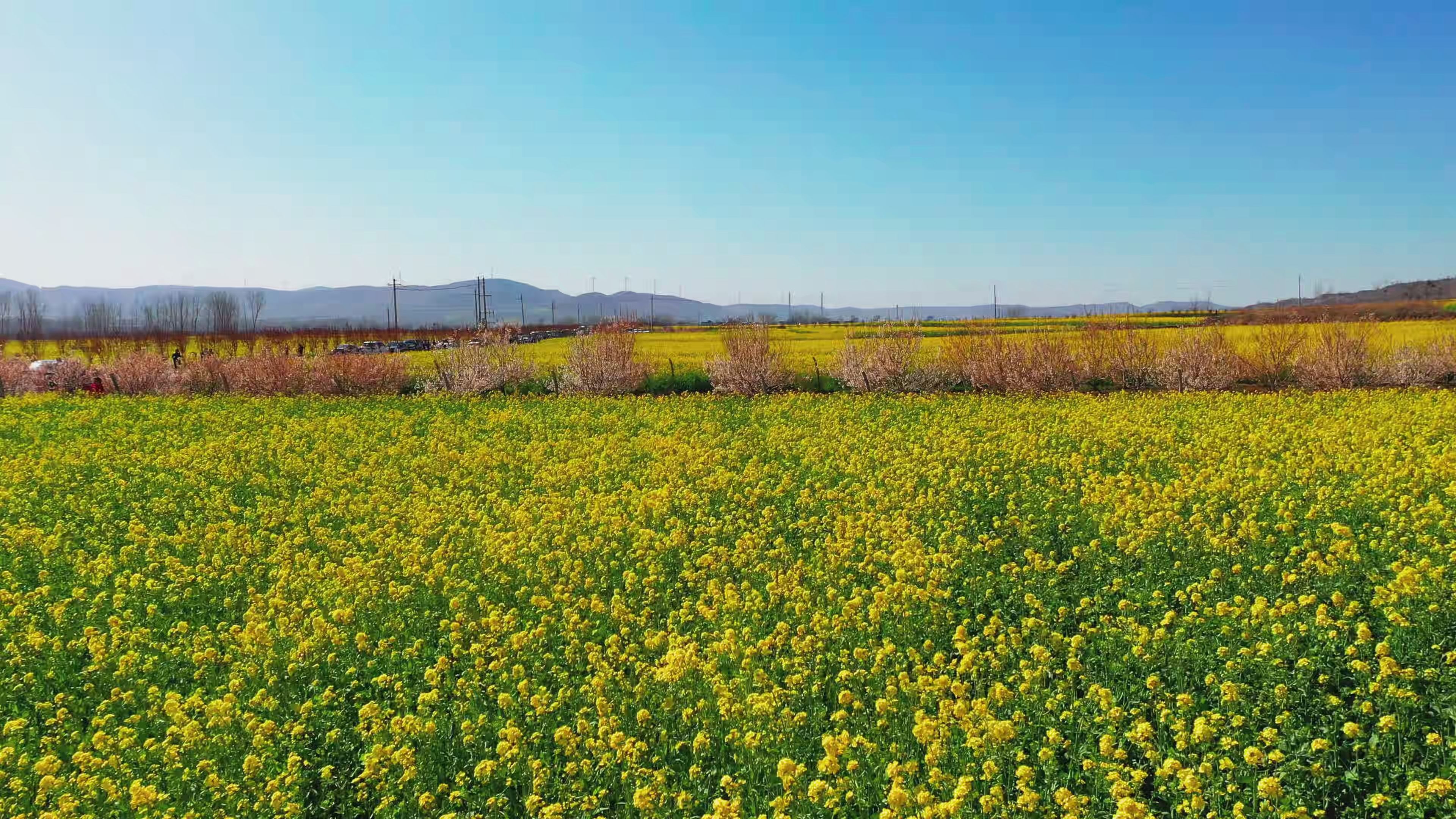 2020襄县油菜花节