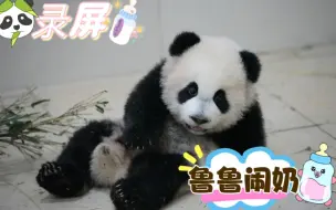 下载视频: 2023.10.1pandaful录屏，小鲁闹奶记