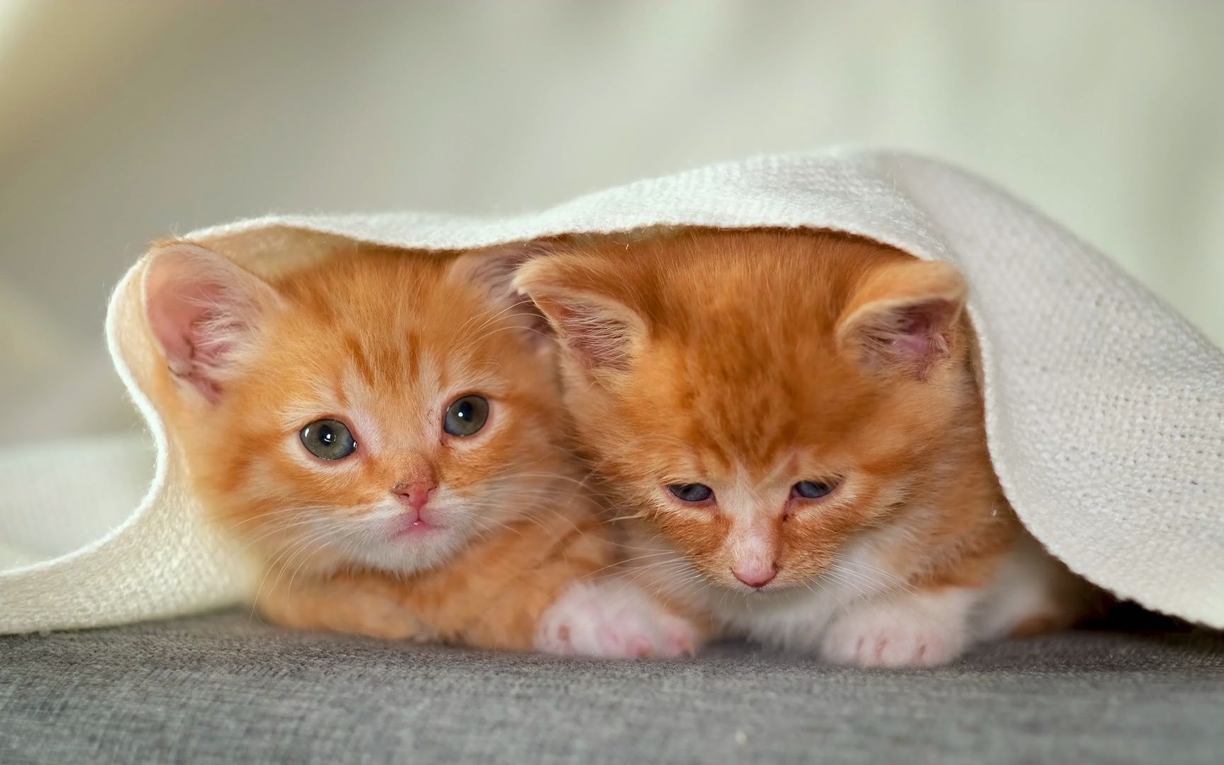 【8k experience】hdr 120fps杜比视觉,声音柔和(彩色动态)