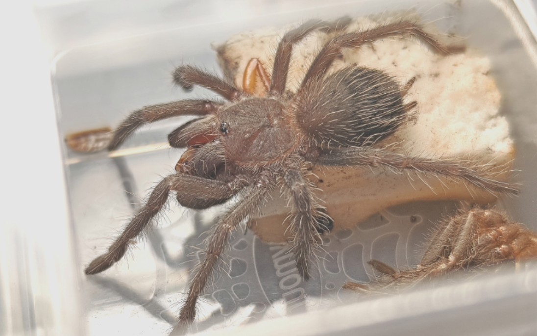 巴西所罗门捕鸟蛛顺利蜕皮