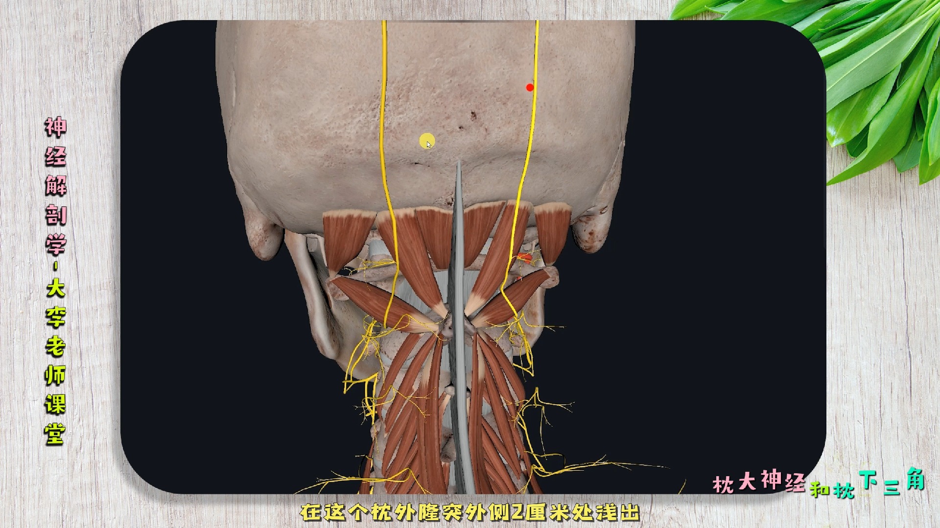 第89集 枕下三角和枕大神经 PS:视频下方和评论区置顶帖有所有课程合集入课地址哔哩哔哩bilibili