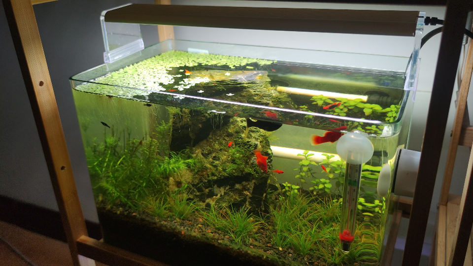 斑马螺日常越狱的一天感觉再过一个月牛毛就能爬满了