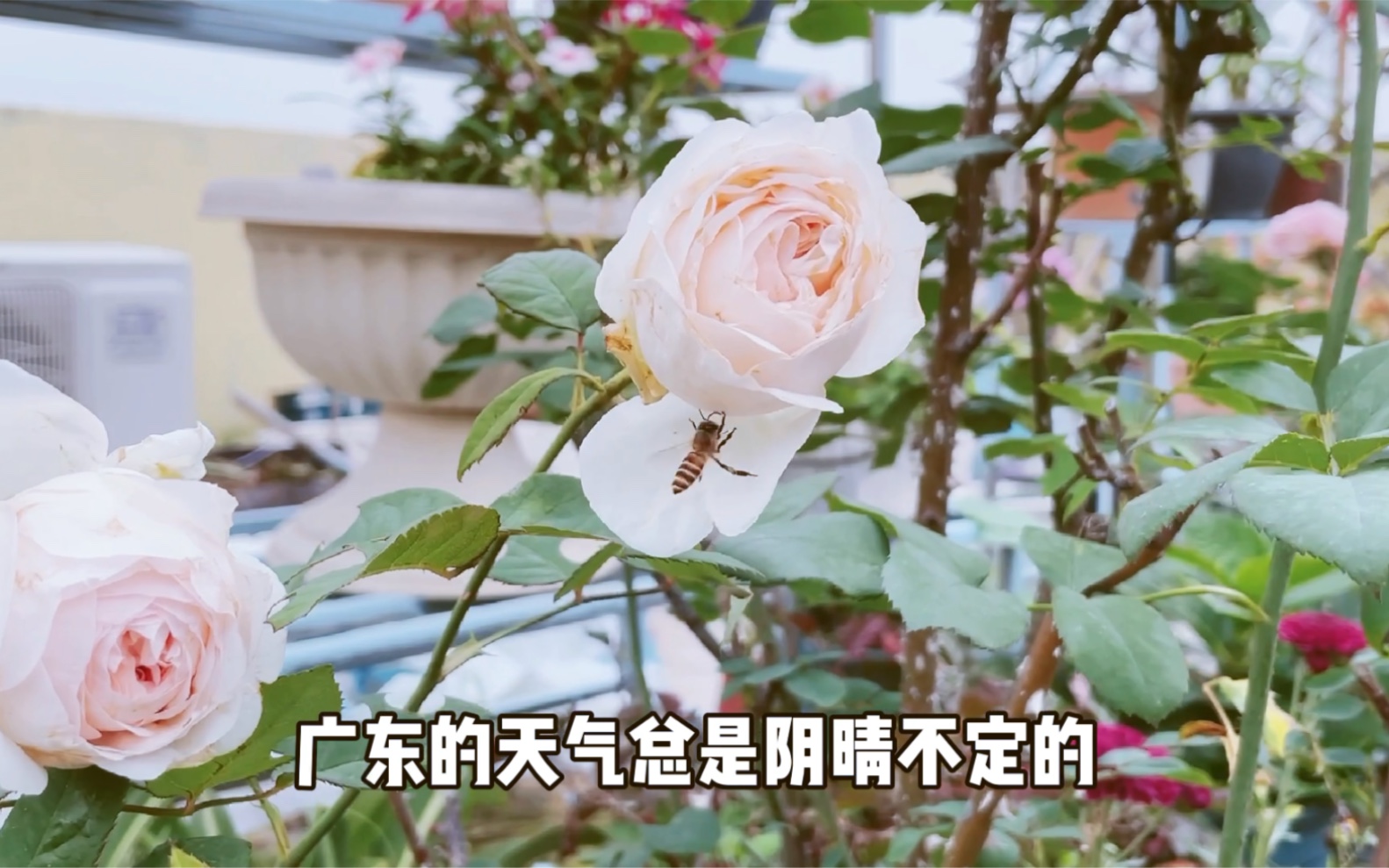 [图]又是一期闲聊，为什么会养花，植物带给我们生活的感知，在这平淡无奇的世界里，发现自然原来充满着正能量，也无数次被治愈着