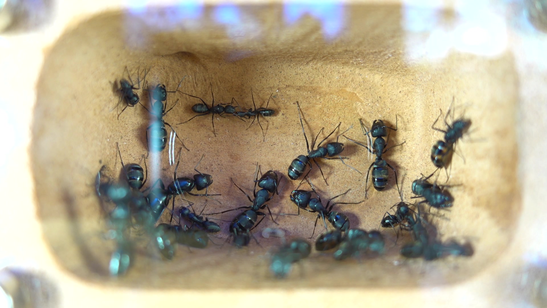 新人up主开始养蚂蚁了日本弓背蚁的日常