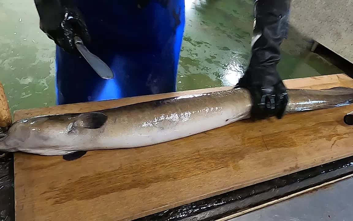 [见闻-食物]巨型鳗鱼切割,油炸巨型鳗鱼块