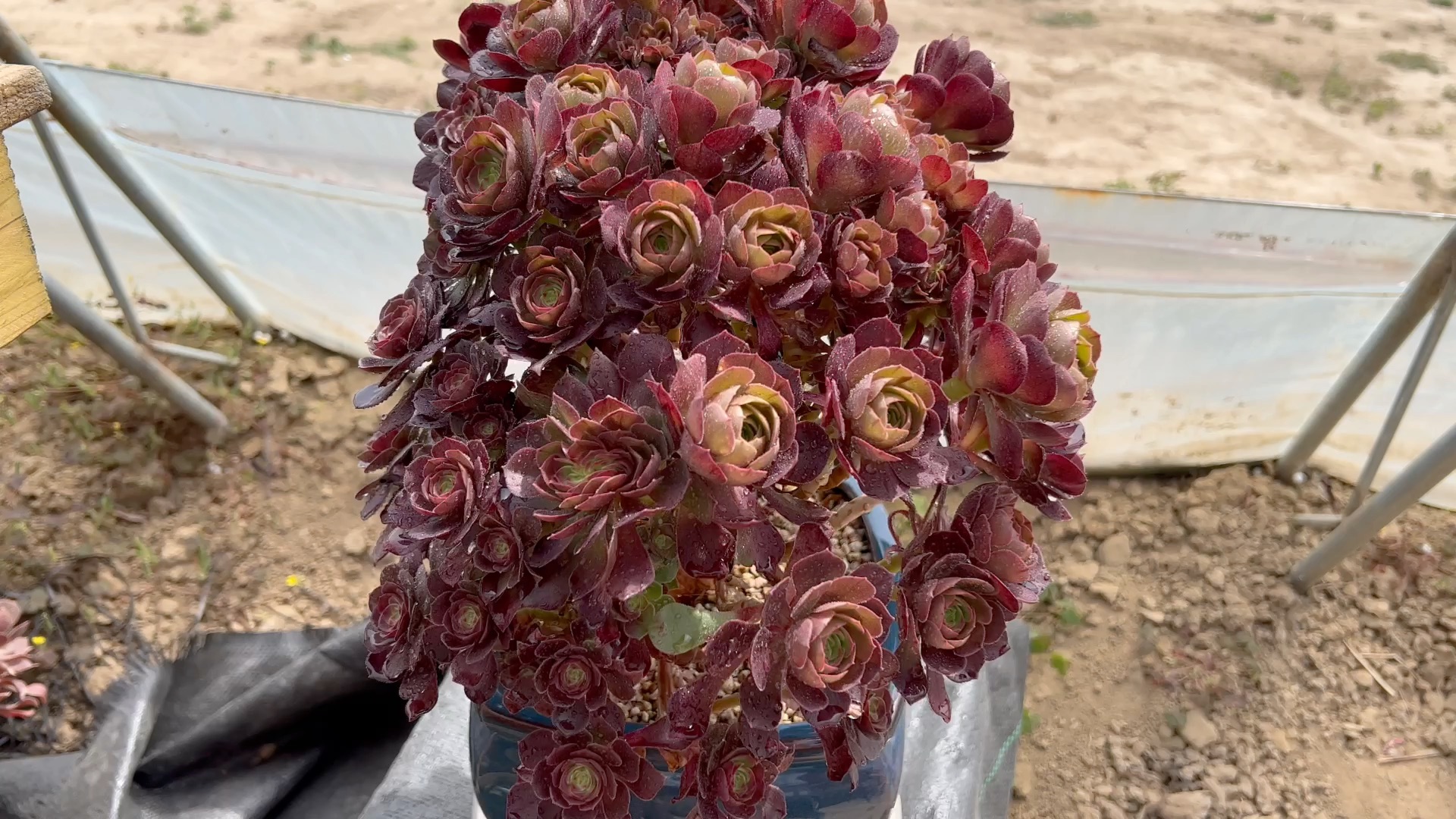 万圣节缀化朵朵缀现在正是很美的时节了喜欢这个颜色吗