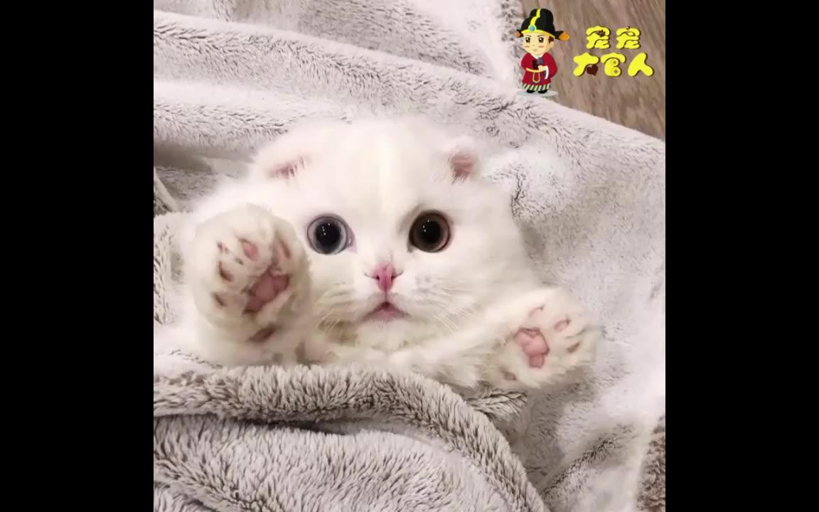 [图]【颜值爆表】天生异瞳的猫咪，美到犯规！