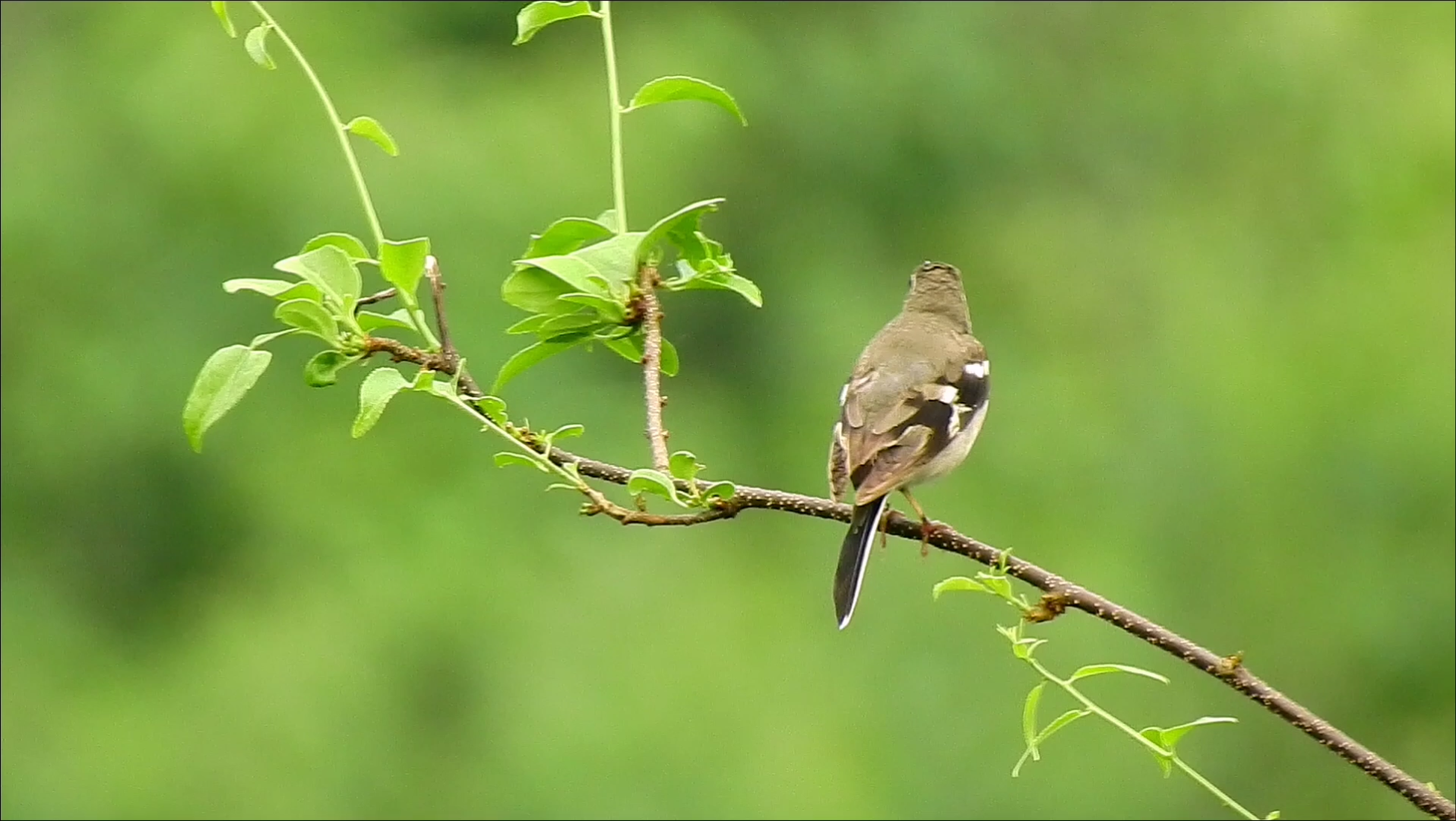 山间里的鹡鸰【山鹡鸰】