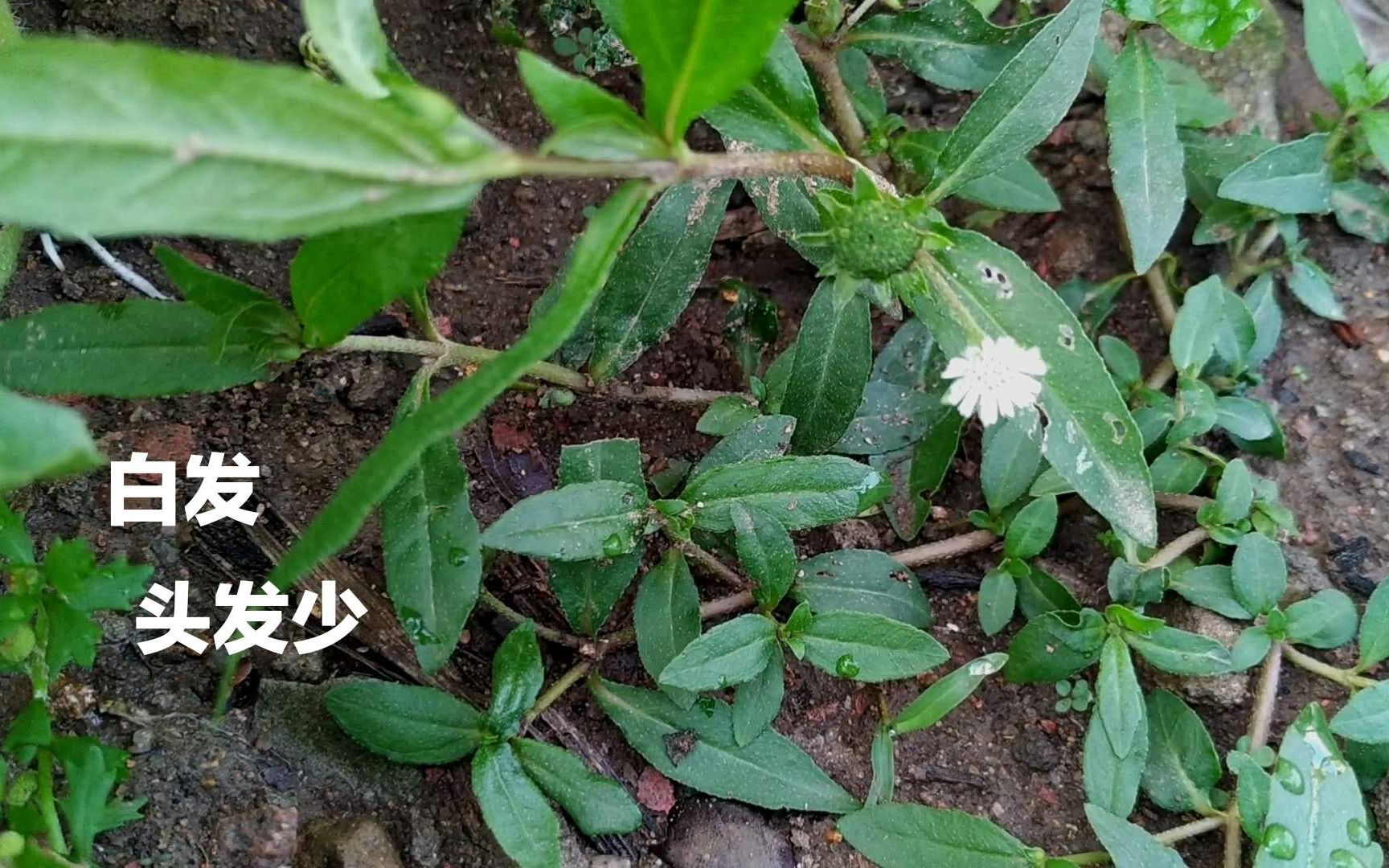 头发白,头发少试试植物《墨旱莲》它能让头发乌黑浓密,效果好.