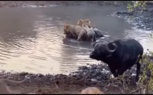 雄狮在水中捕猎水牛