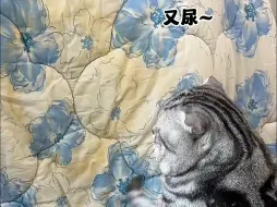 Download Video: 被猫咪尿液标记的物品怎么处理？