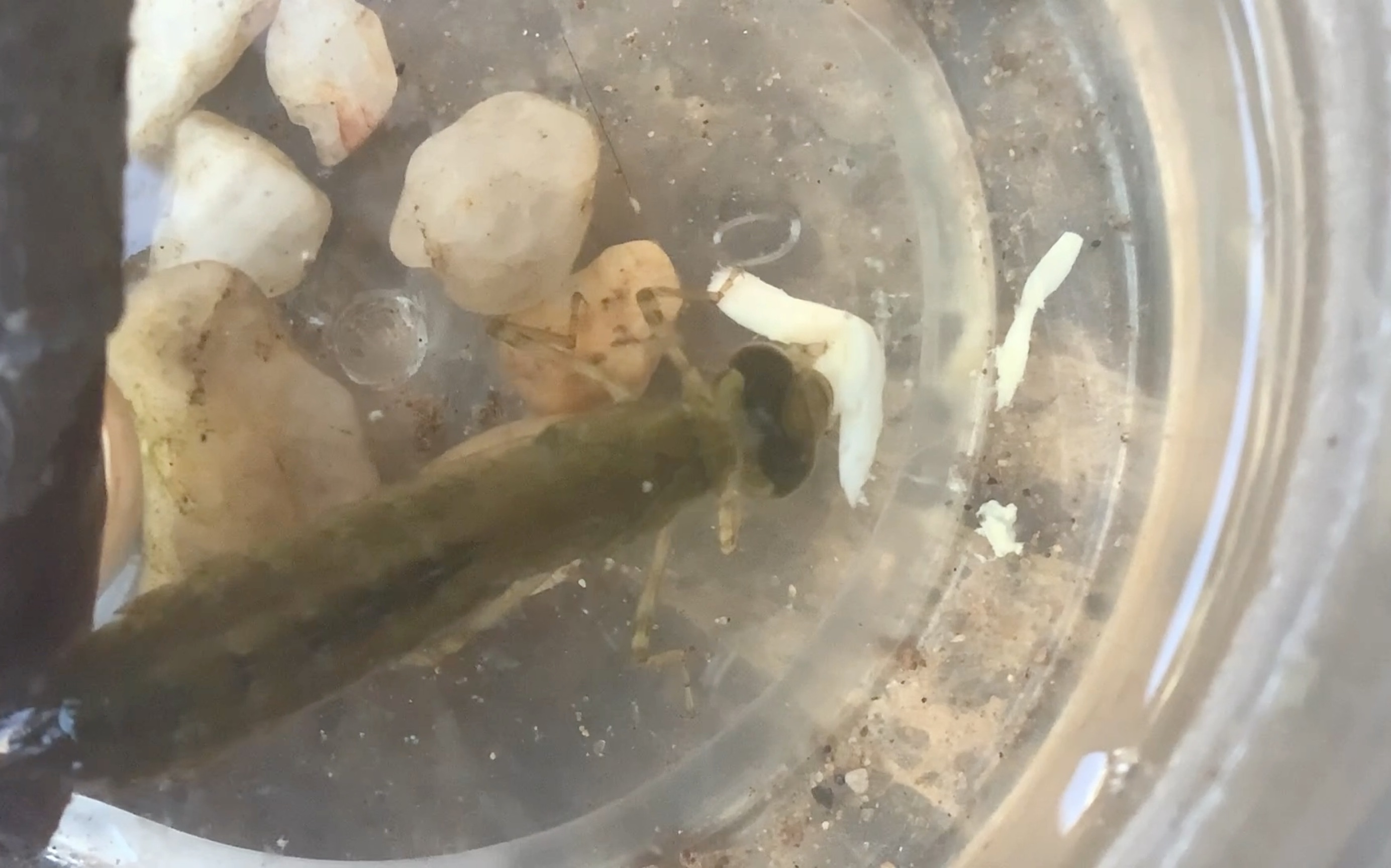 蜻蜓幼虫吃东西了(碧伟蜓幼虫)(水虿)