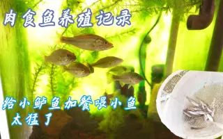 肉食鱼 哔哩哔哩 Bilibili