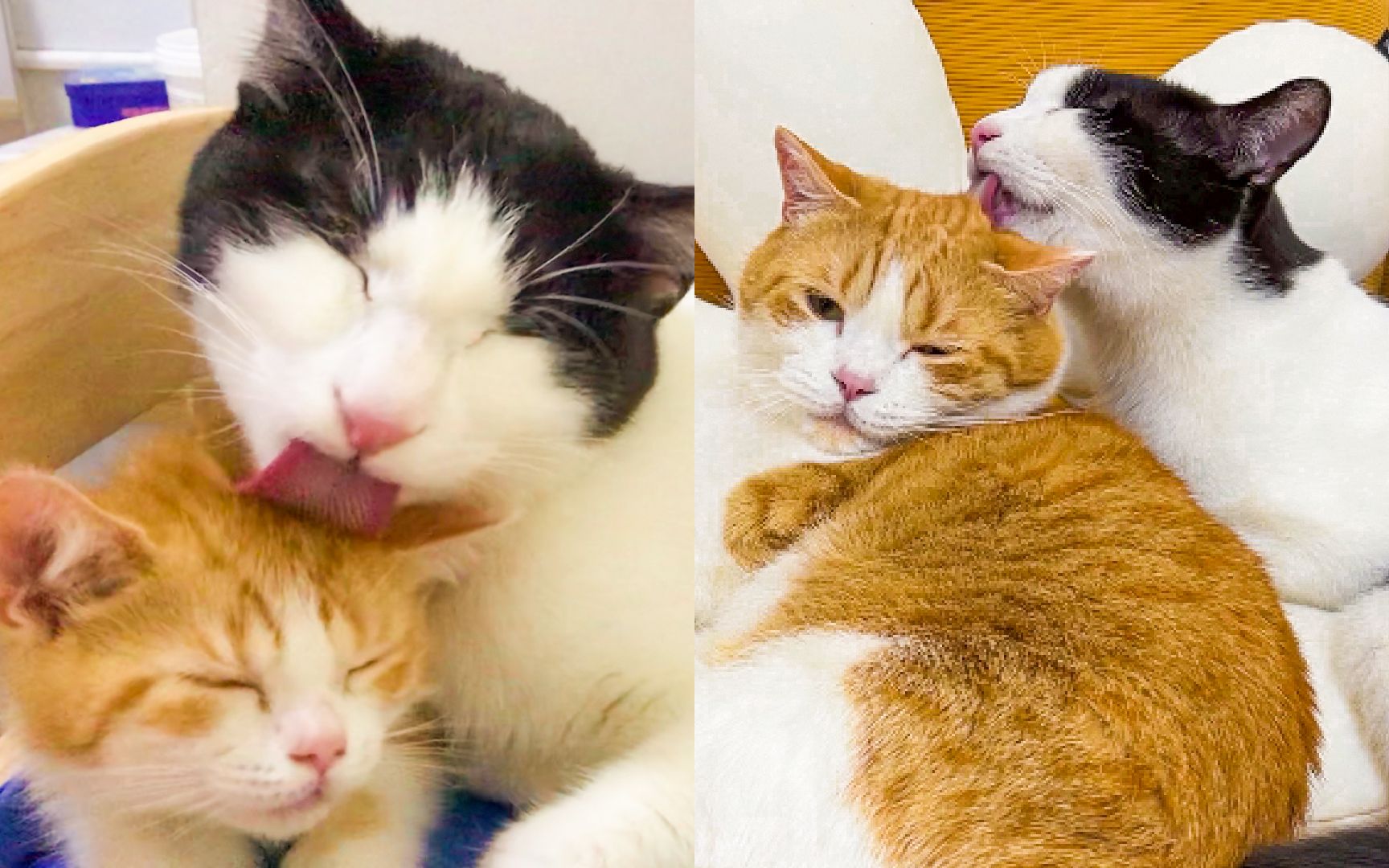 有的猫,舔着舔着就长大(胖)了-小羊19岁-默认收藏夹-哔哩哔哩视频