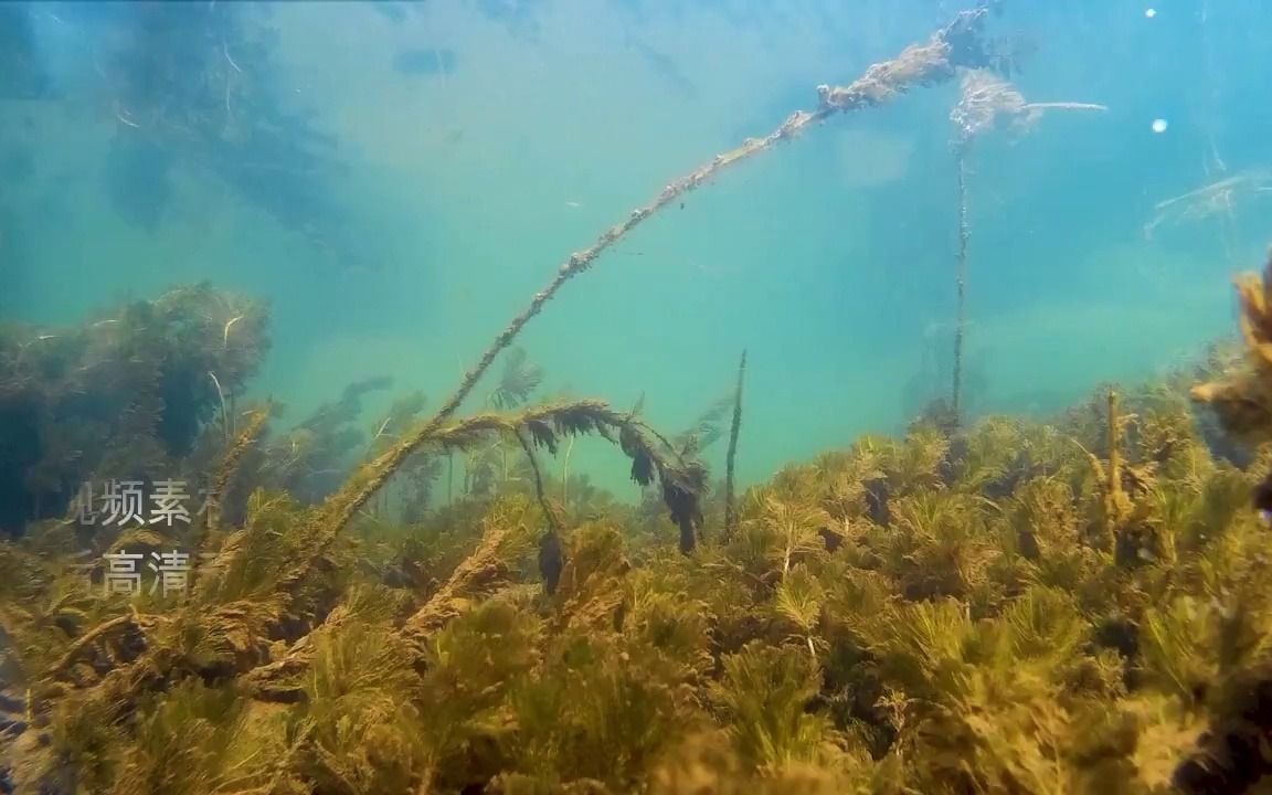 [图]3157520 水下实拍鱼儿高清视频素材 鲫鱼河底水下鲤鱼水草池塘