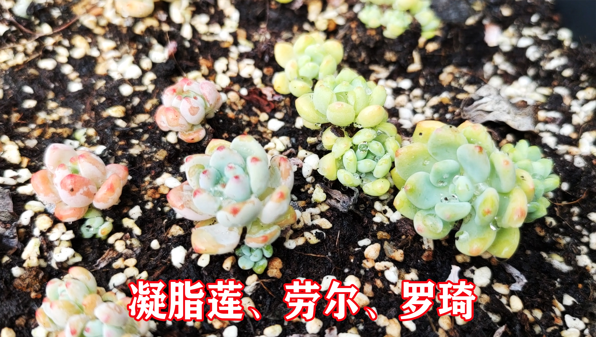 凝脂莲劳尔和罗琦三种多肉啥区别?对比看看,罗琦是不是劳尔?