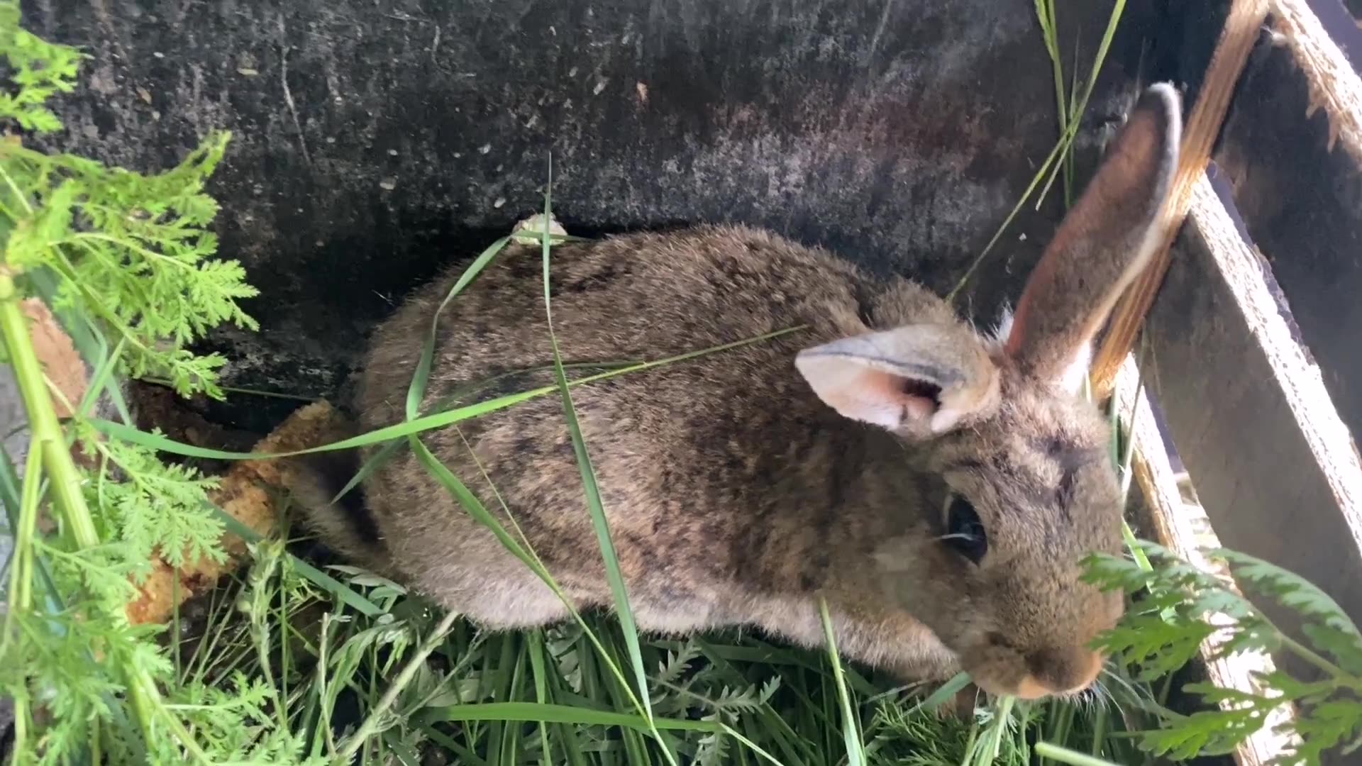 兔子吃草的样子图片