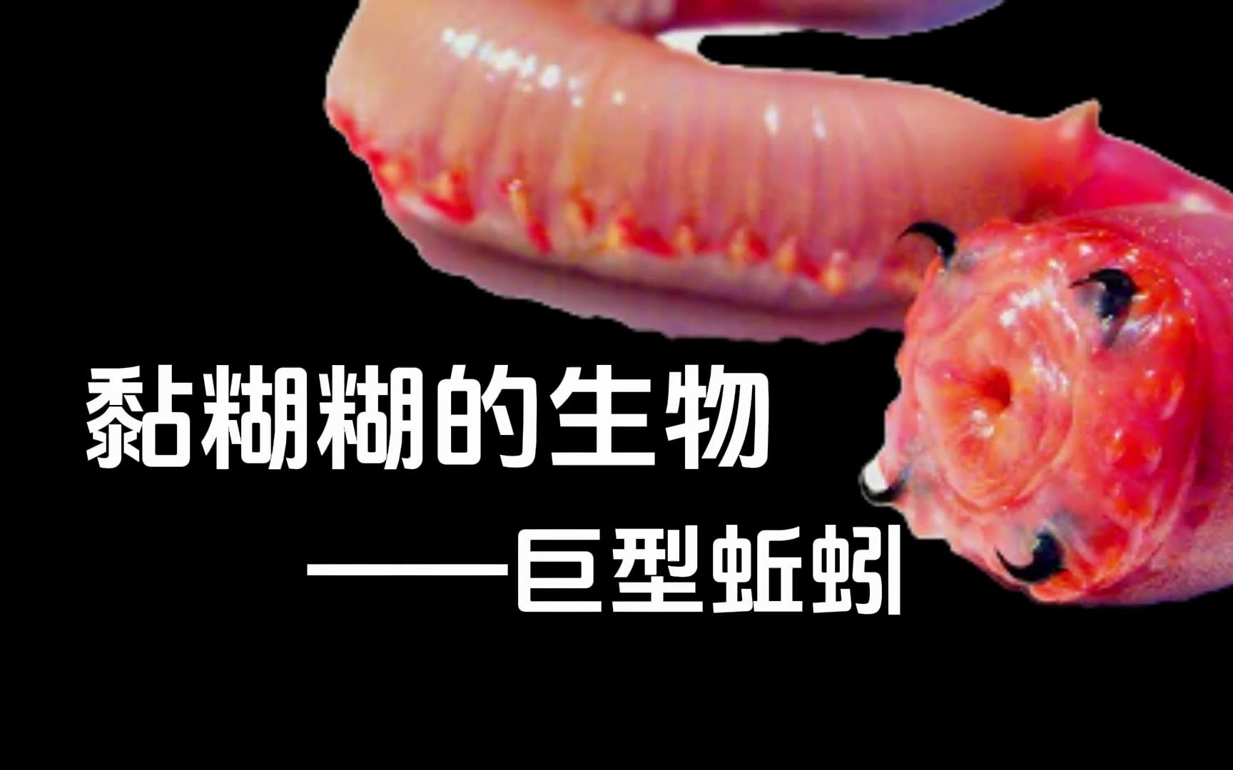 黏糊糊的生物——吉普斯兰巨型蚯蚓哔哩哔哩bilibili