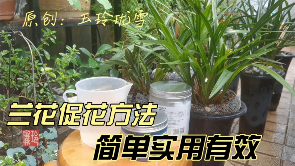 阳台养兰花:建兰花期到了!抓紧促花,这样操作兰花开满园哔哩哔哩bilibili