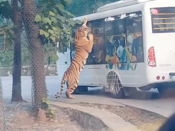 河南洛阳,一老虎“压住”大巴车,惊呆现场群众;拍摄者:近距离好有压迫感.哔哩哔哩bilibili