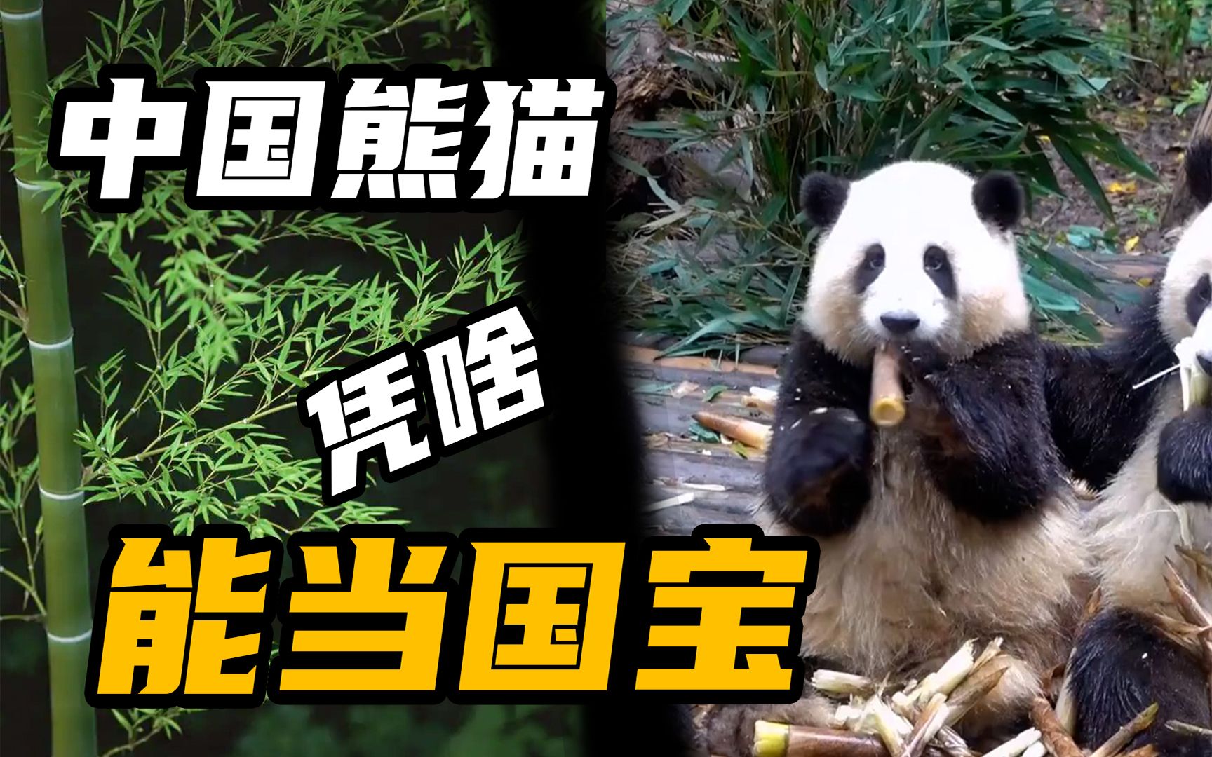 中国国宝无数,为何熊猫成功上位,成了国宝的老大?